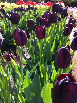 black tulips tesselaar