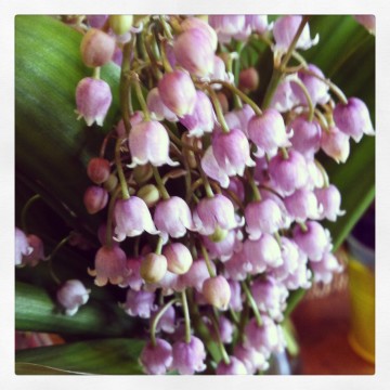 mauve lily of the valley