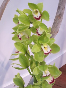 cymbidium orchid bloom college