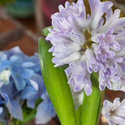 hyacinth_hydrangea_bloom_college