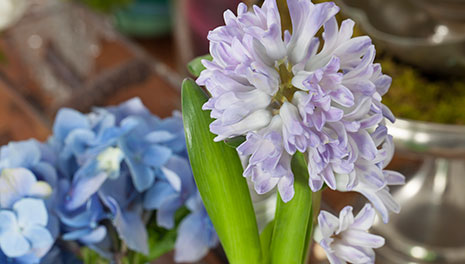 hyacinth_hydrangea_bloom_college