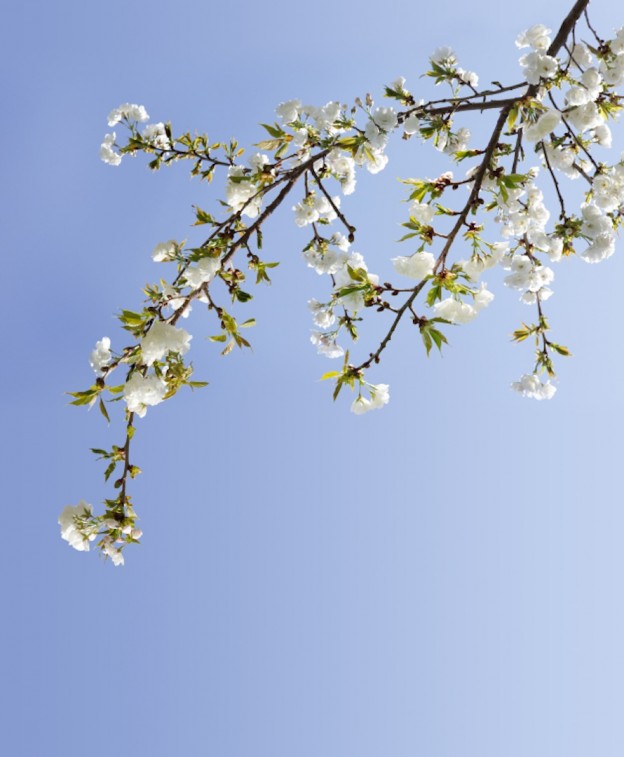 Early blossom at Geelong flower farm Bloom College