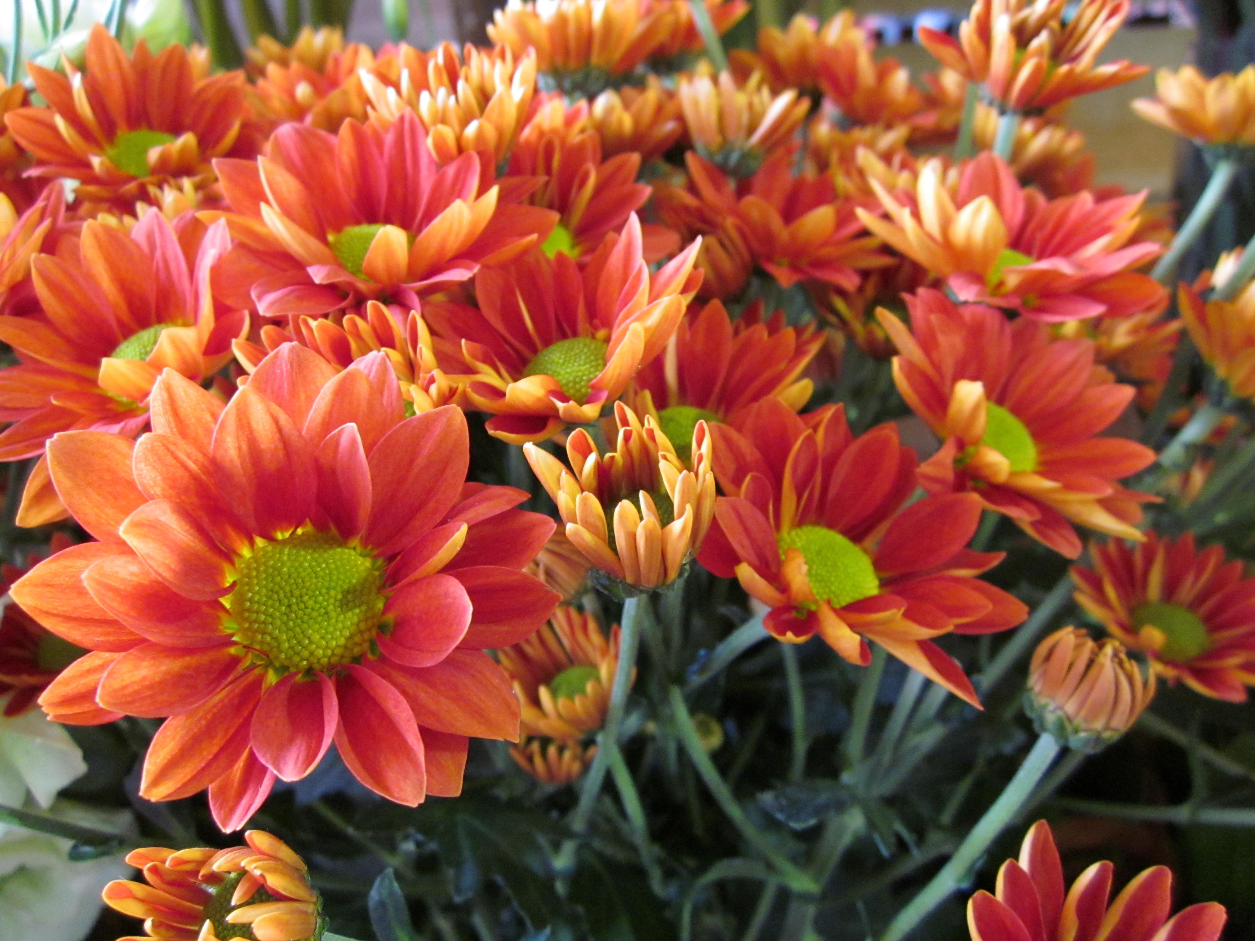 Chrysanthemum Bloom College