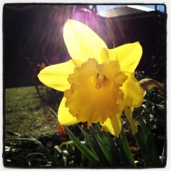 daffodil day