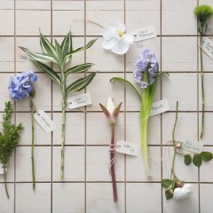 flower stems bloom college hydrangea, orchid, hyacinth, david austin rose, water lily, english box, water bamboo, green trick carnation