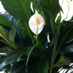 Peace lily Bloom College