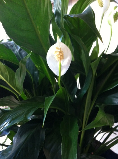 Peace lily Bloom College
