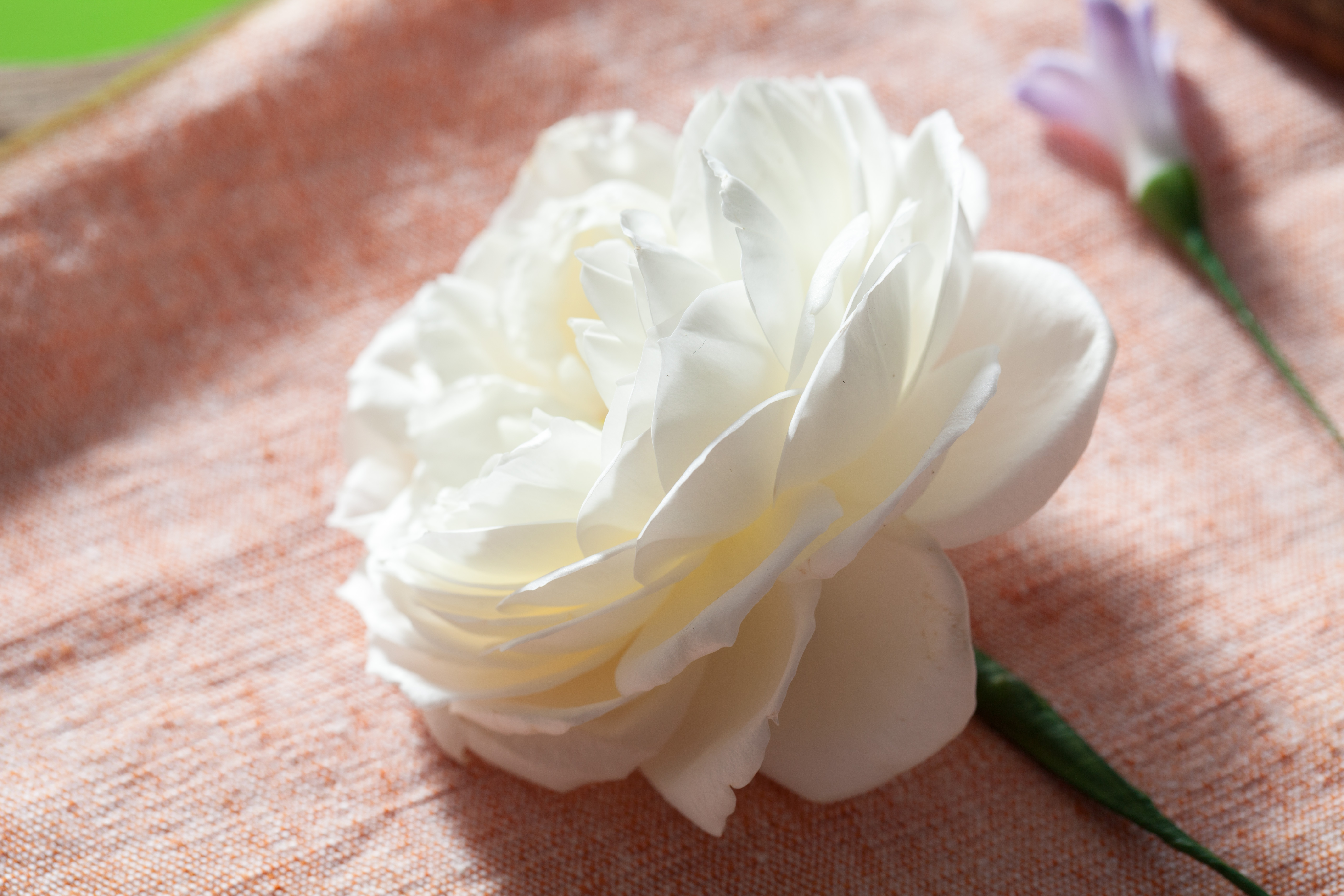 Rose Petal Flowers Information and Facts