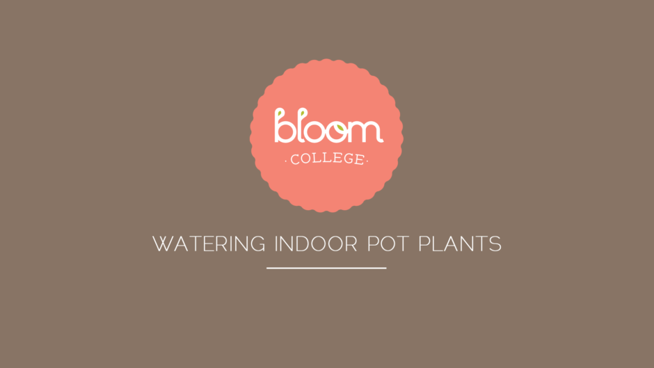 Watering Indoor Pot Plants | How often to soak without ...