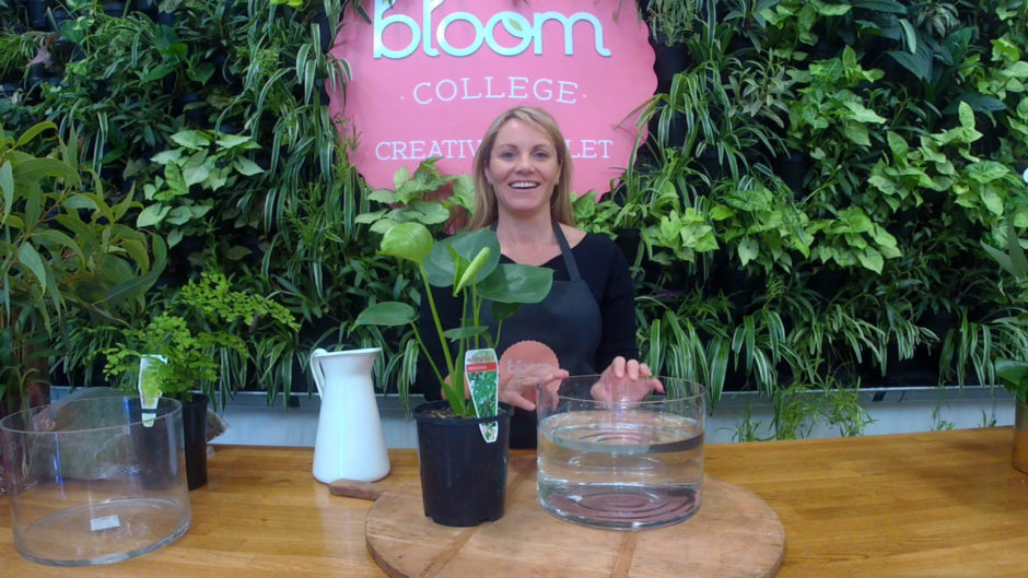 Potted Indoor Plants Workshop