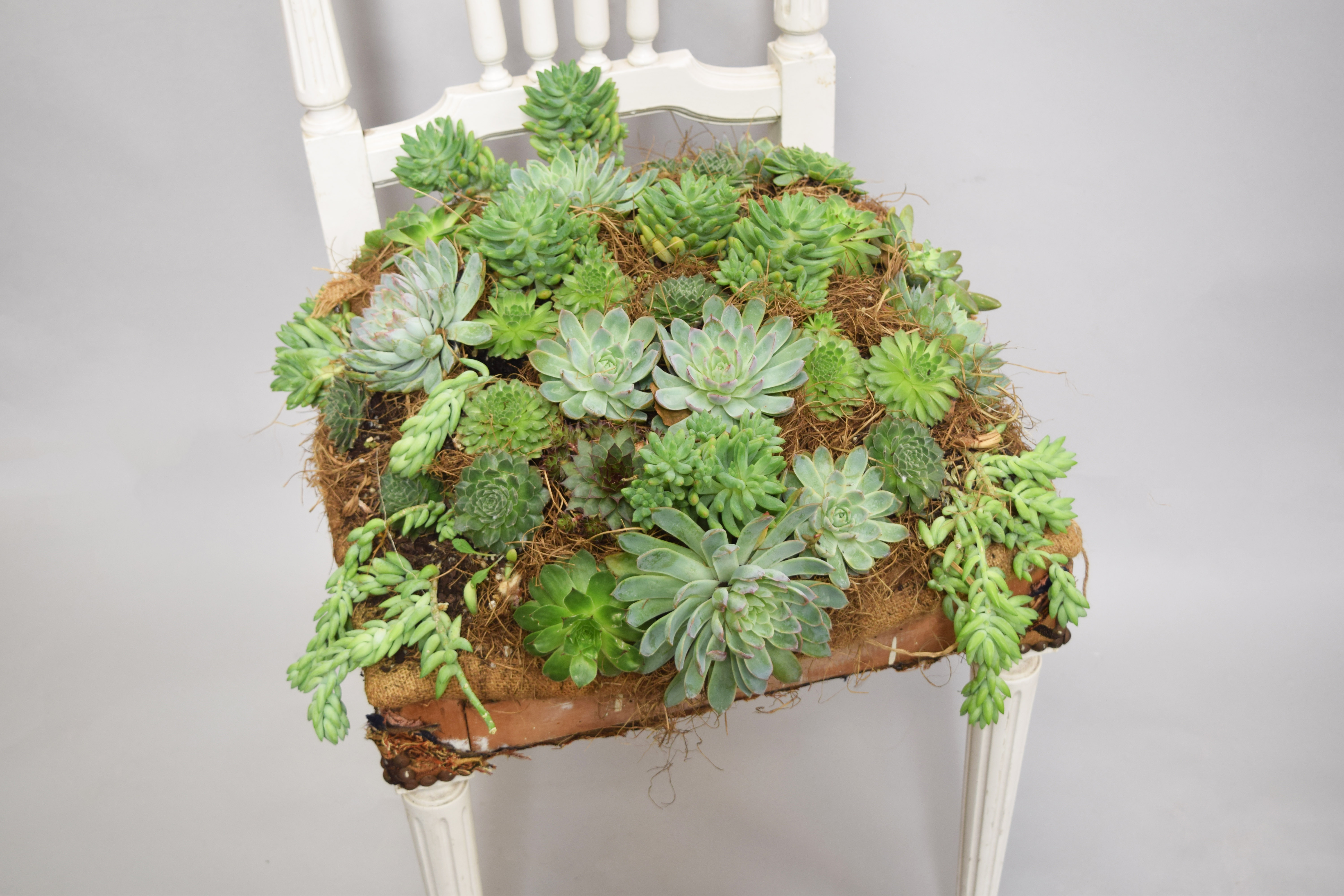 how-to-decorate-an-old-chair-with-living-succulents-bloom-college