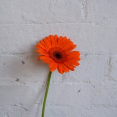 how to care for gerberas