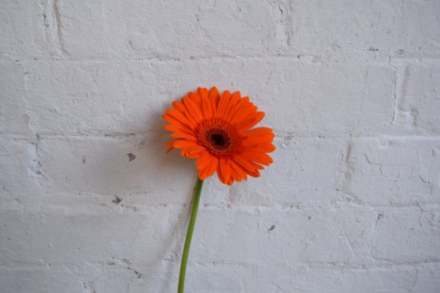 how to care for gerberas