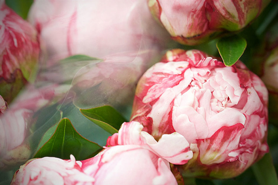 Peony Passion Workshop