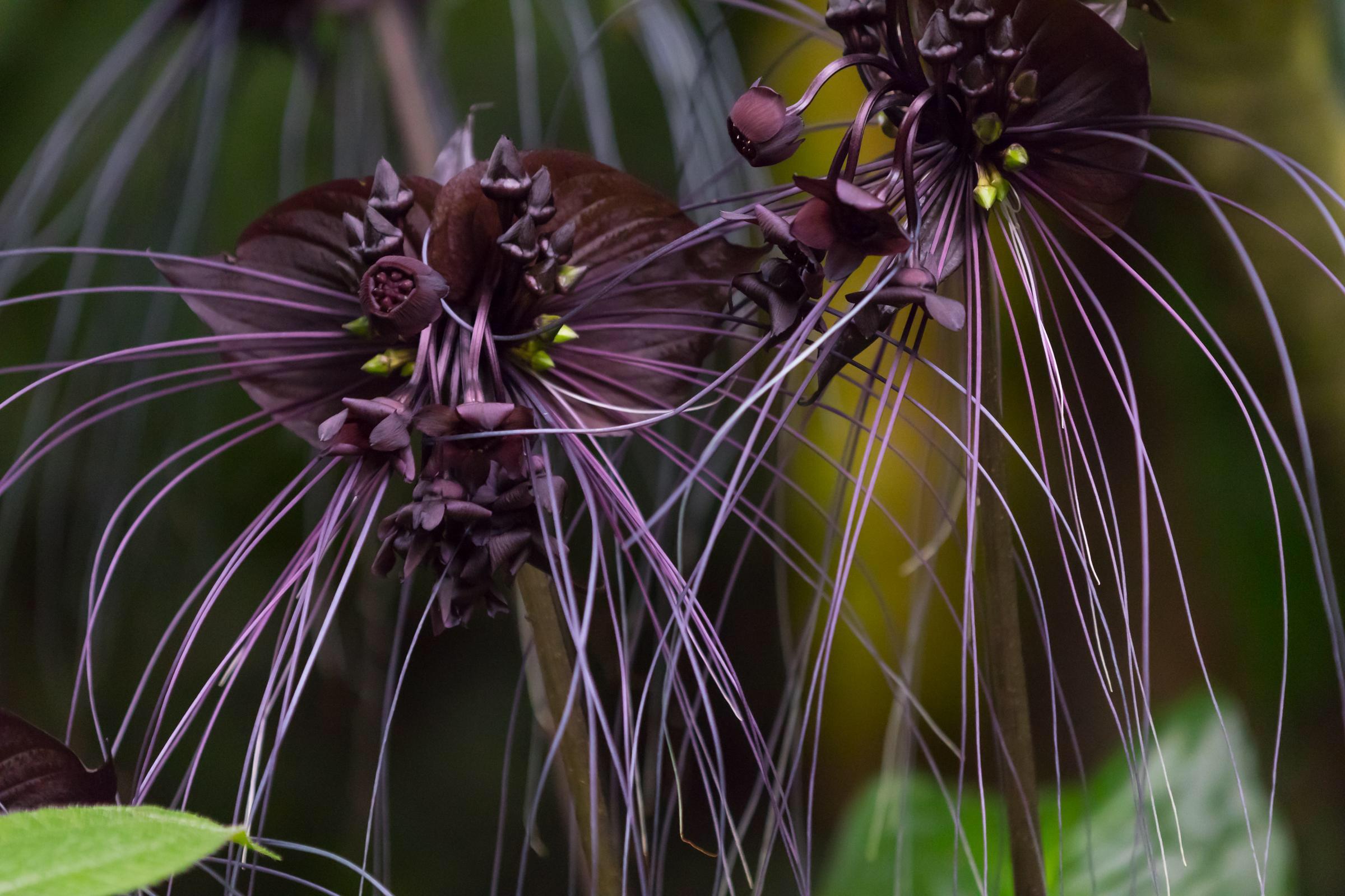 Bloom Spotlight Black Bat Flower Bloom College