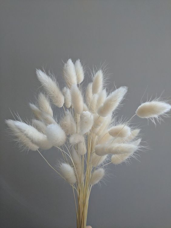 BLOOM SPOTLIGHT: Bunny Tail Grass | Bloom College