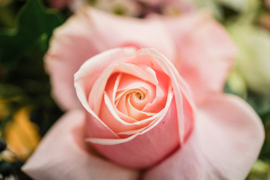 flower meditation