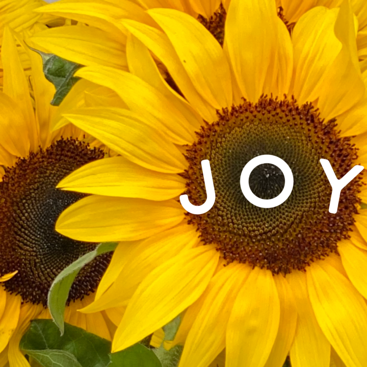 How To Care For Cut Flowers Sunflowers Bloom College