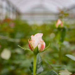 Australian grown flowers