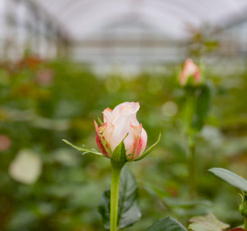 Australian grown flowers