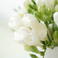 white freesia as used in this video