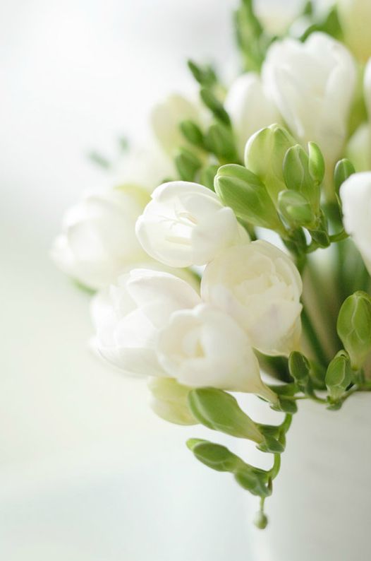 white freesia as used in this video