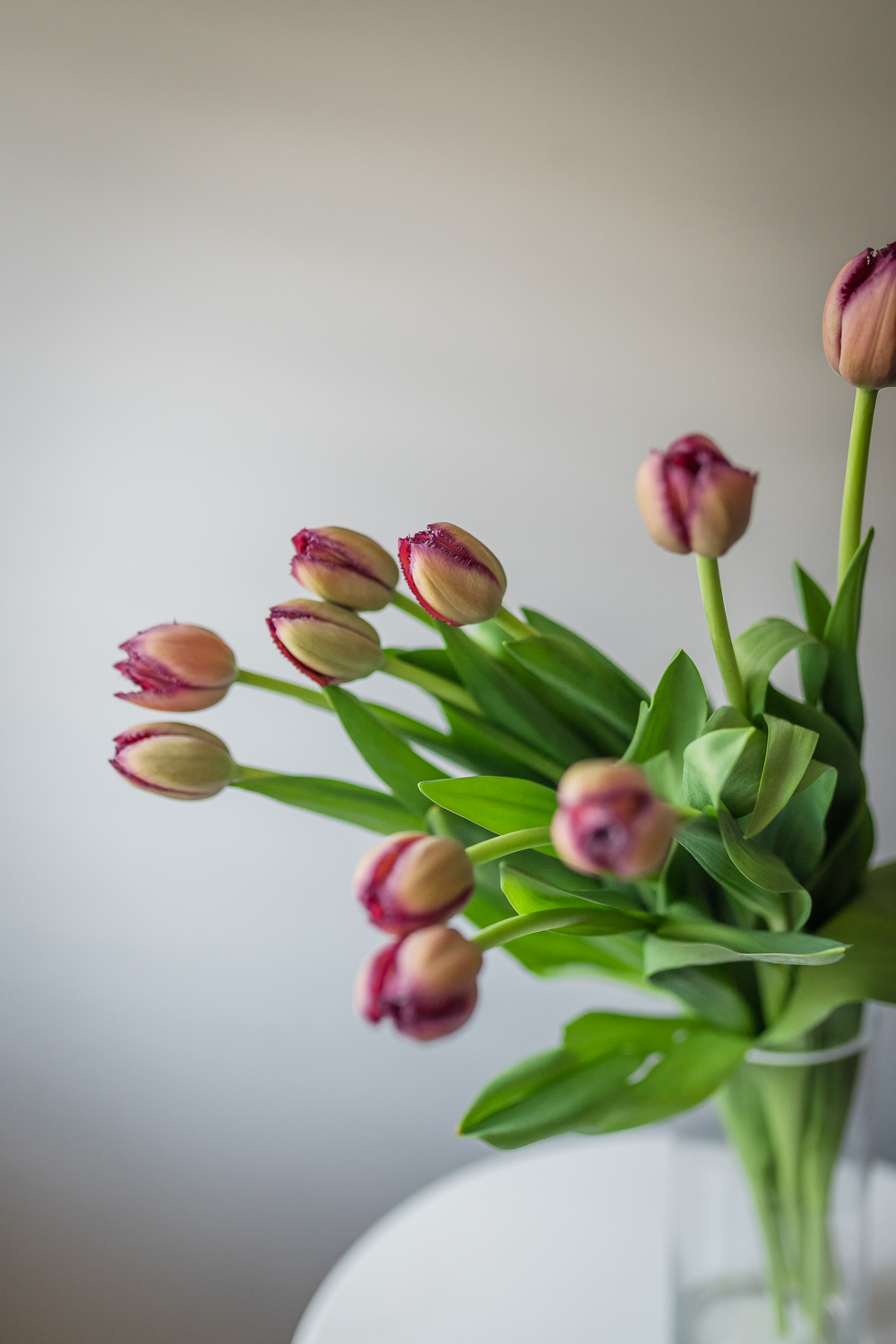 How To Care For Tulips Bloom College