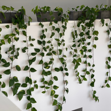 Anyone have good permanent setups for a lot of hanging plants on a