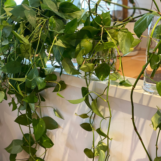 5 Steps to Create Your Own Green Wall At Home | Bloom College