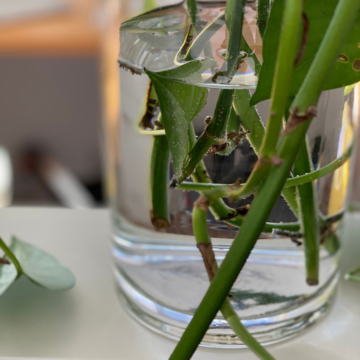 plant roots grow in water 