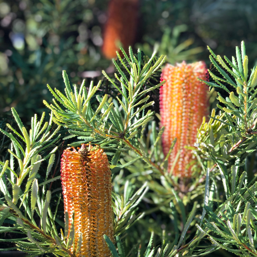 Banksia flowers