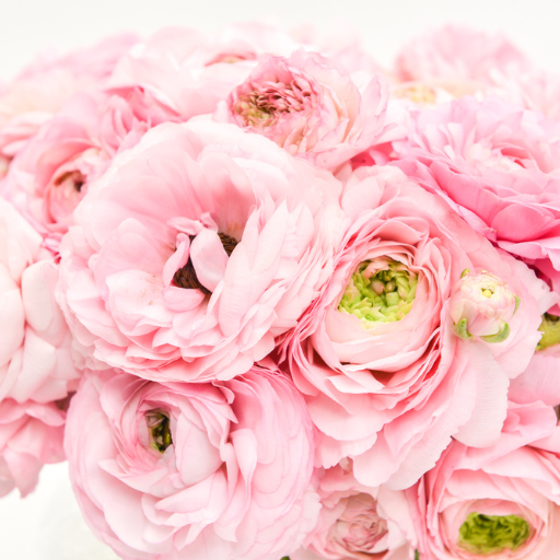 Floristry 101 The Do’s And Don’ts Of Caring For Fresh Stock Bloom