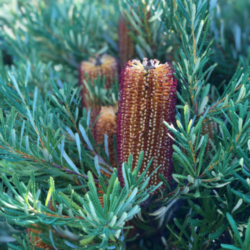 banksia flowers