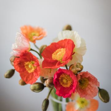 poppy flowers