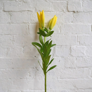 Stem of yellow LA Lily