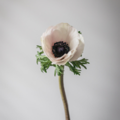 Anemone flower