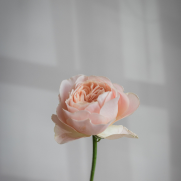 David Austin Rose Stem