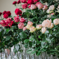 vases of roses
