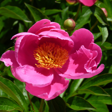 pink peony 