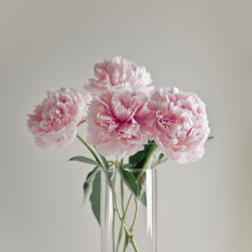 Pink Peonies