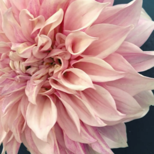 Pink Dahlia