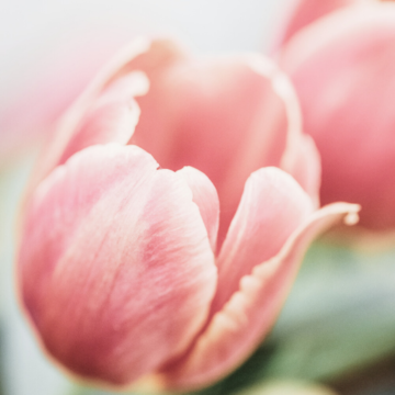 bloom college pink tulip