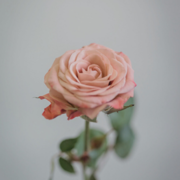 bloom college rose stem
