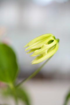 Gloriosa Lily in bud form