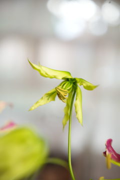 Gloriosa lily Bud