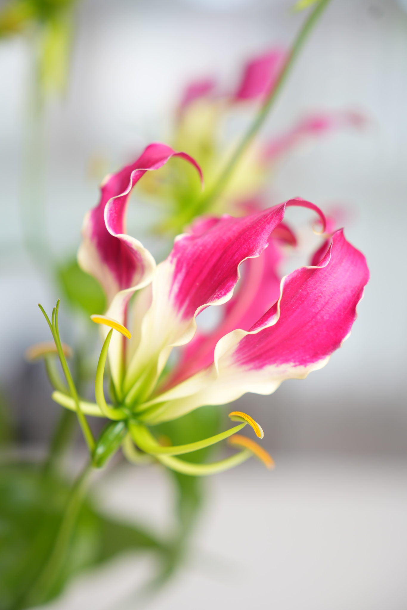 Everything You Need To Know About The Gloriosa Lily Bloom College