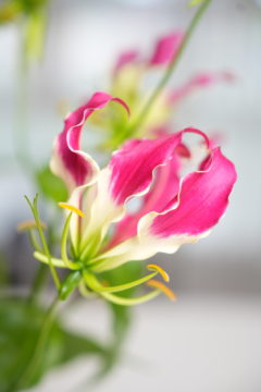 Glorious Gloriosa Lily