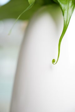 Gloriosa Lily Leaf