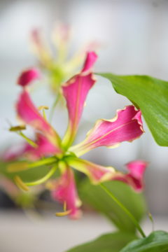 Gloriosa Lillies