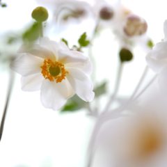 White Japanese Anemone